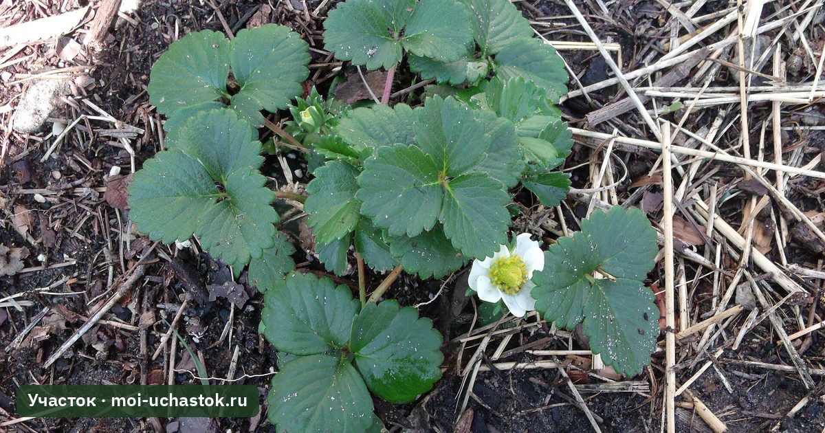 Цветущий куст клубники на грядке с мульчей