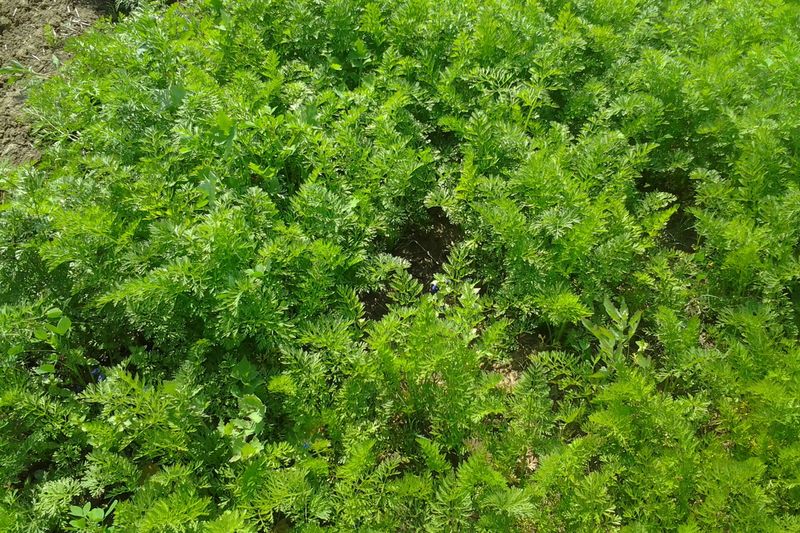 Ботва моркови в середине лета