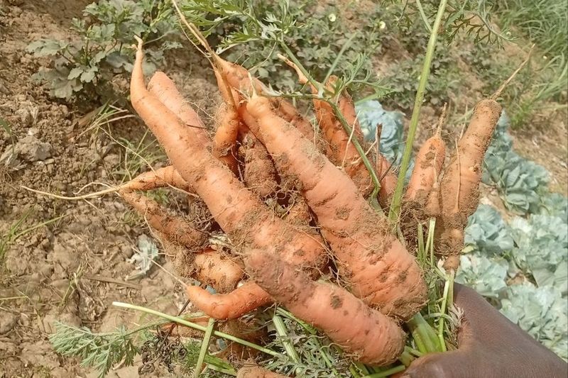 Уборка моркови