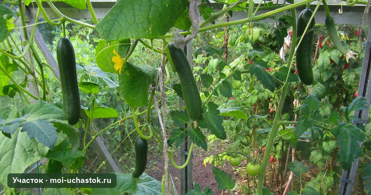 Плодоносящие огурцы в теплице