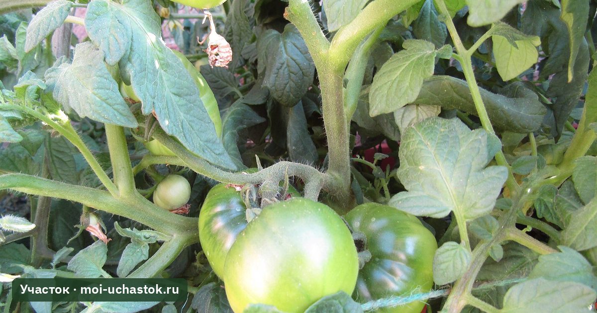 Зелёные плоды томатов на кусте