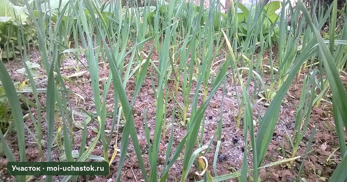 Грядки чеснока в поле