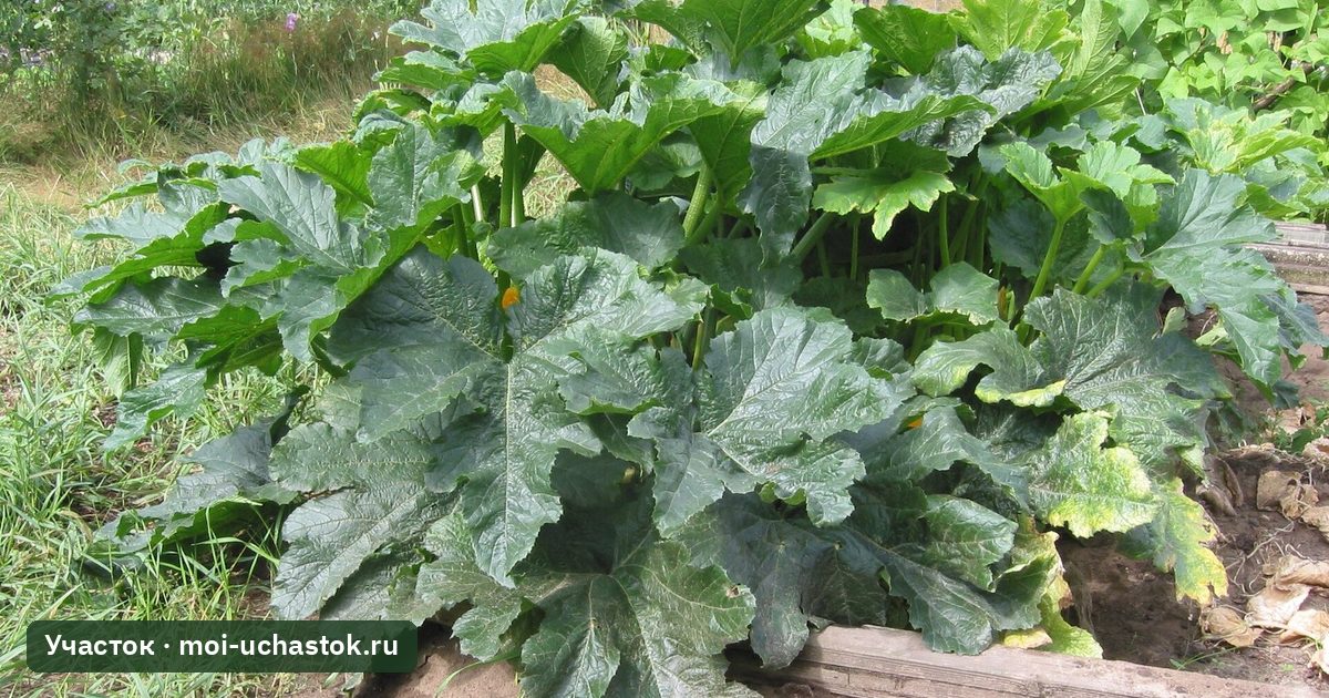 Куст кабачка с крупными листьями в августе