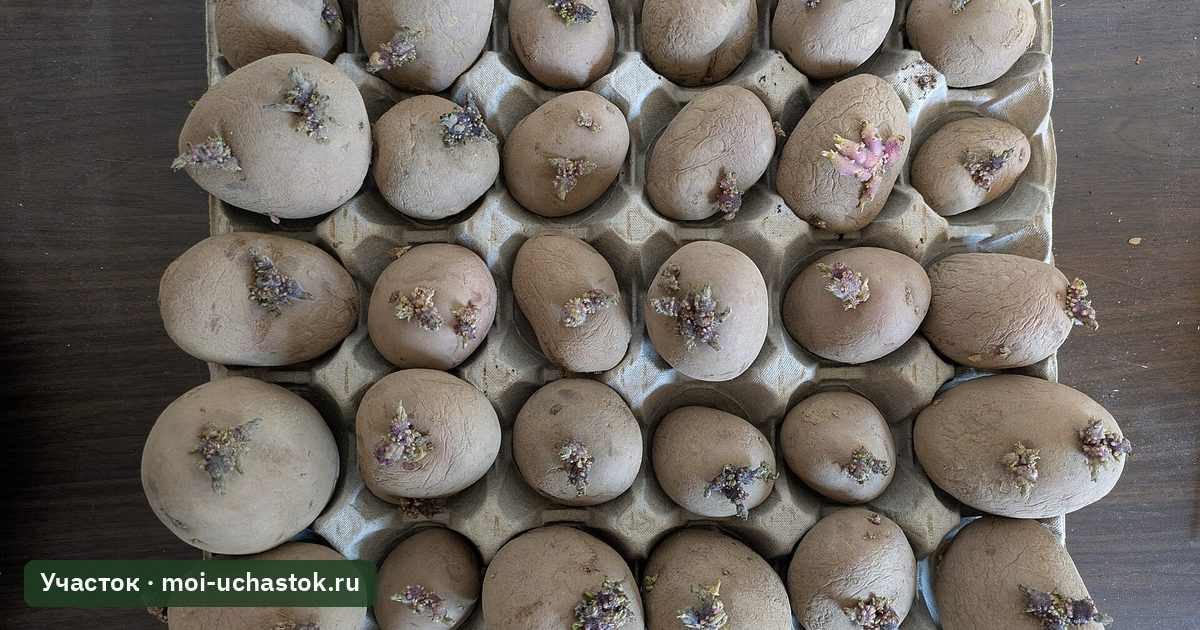 Пророщенные семенные клубни картофеля в лотке
