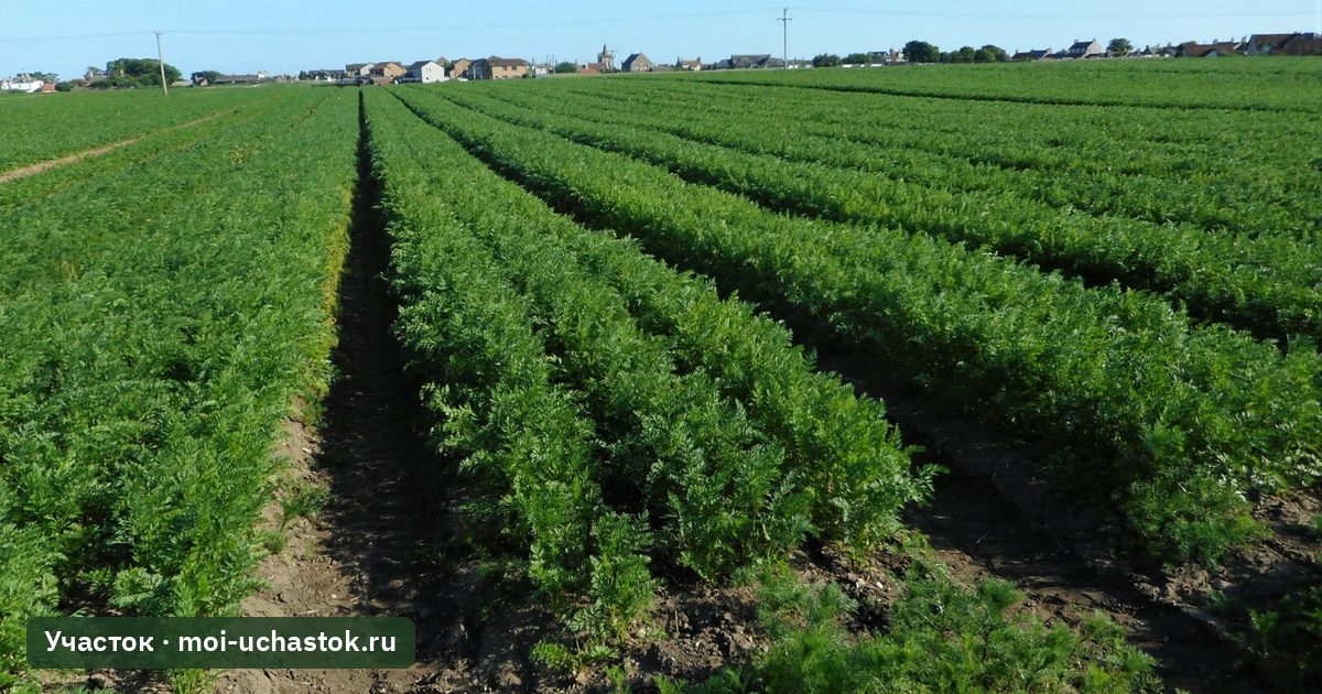 Ровные ряды моркови на поле