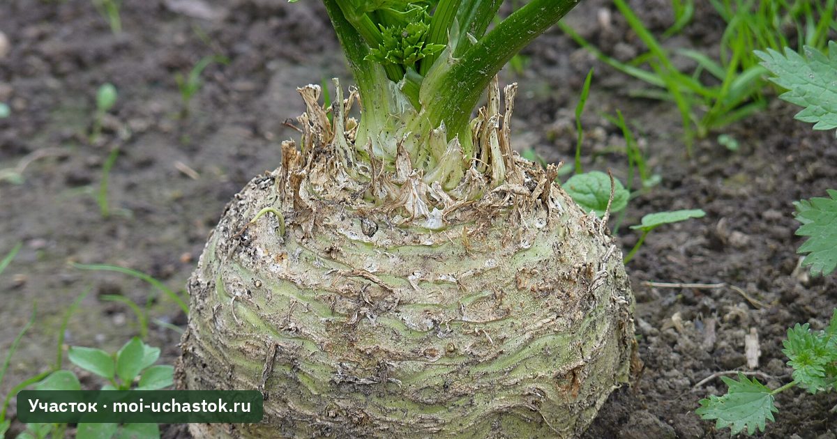 Корнеплод корневого сельдерея на грядке