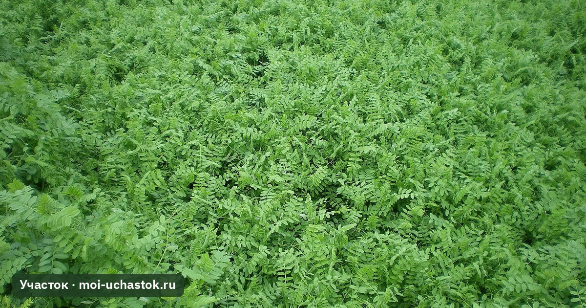 Вика, посеянная как сидерат