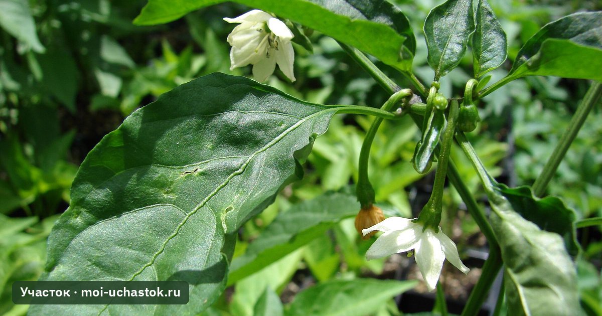 Куст перца с листьями и цветками
