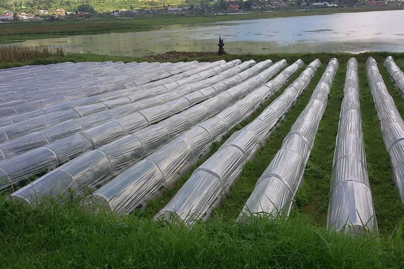 Плантация клубники