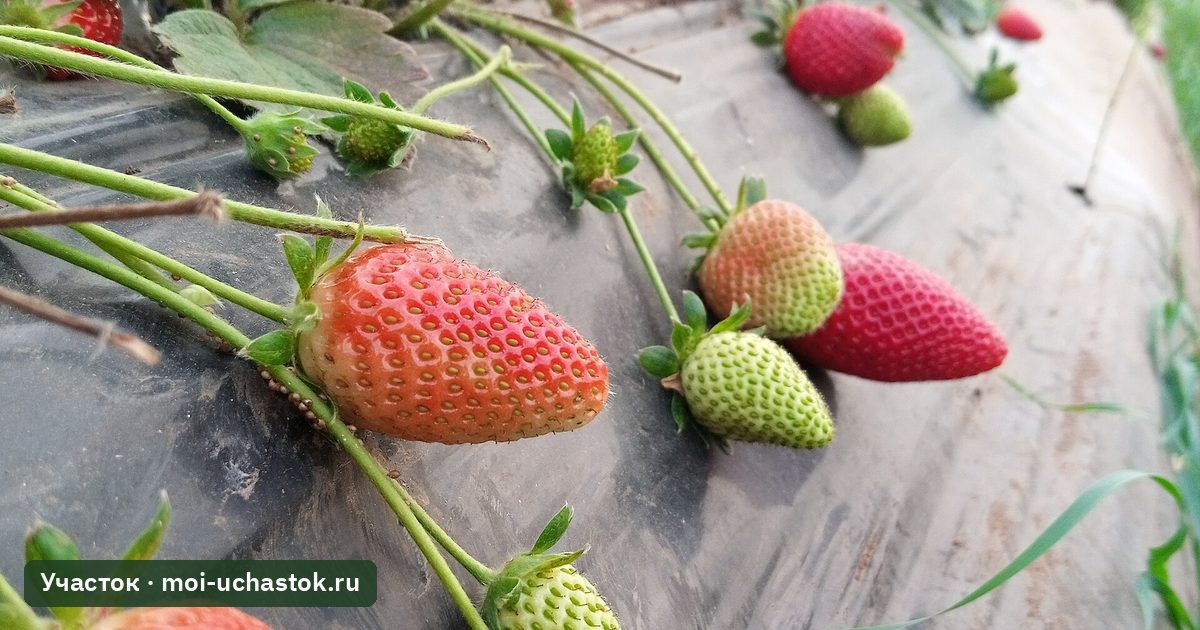 Клубника на чёрной плёнке