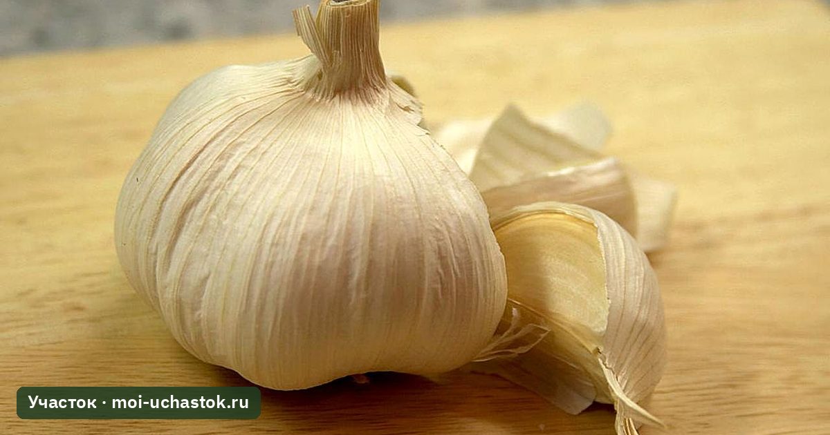 Головка чеснока