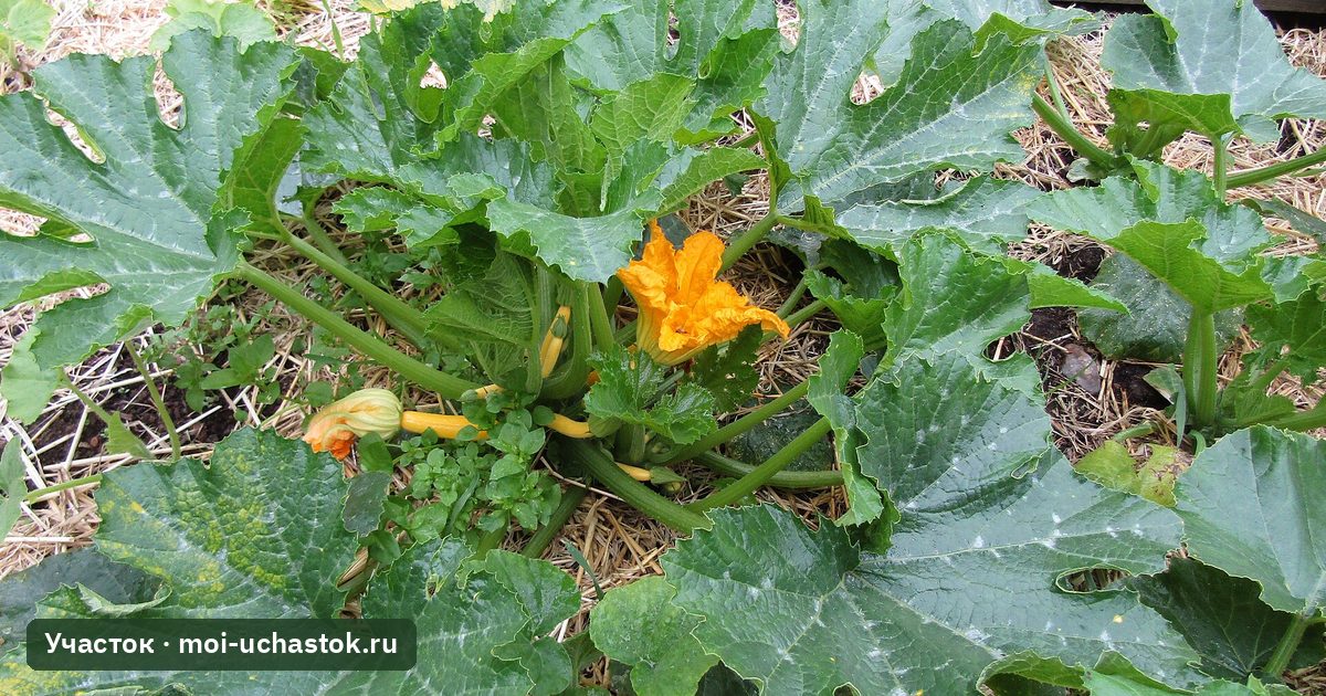 Кустовой кабачок на грядке