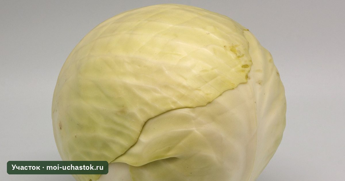 Кочан белокочанной капусты на грядке