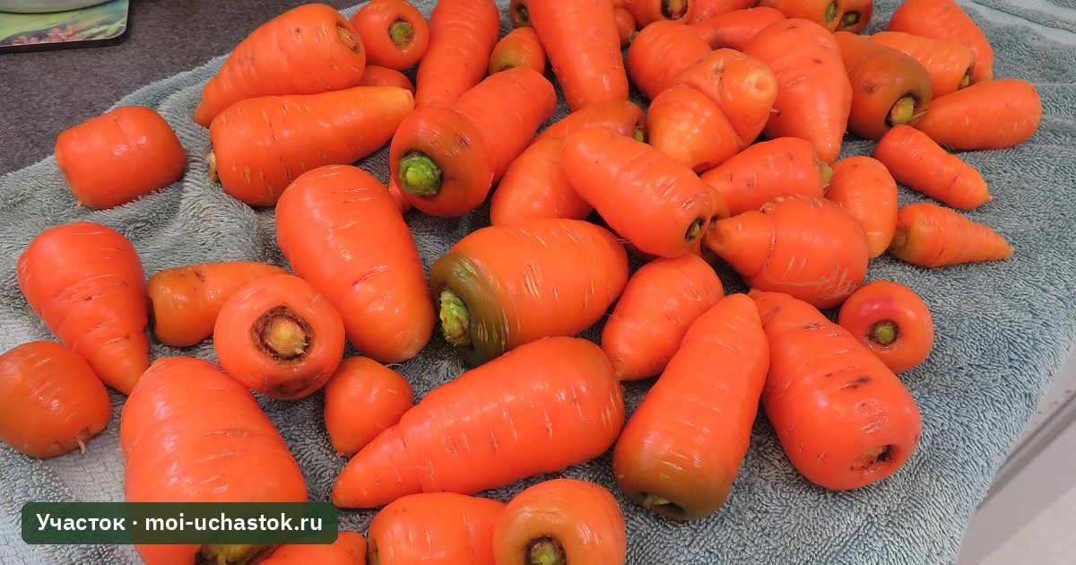 Урожай моркови сортотипа Шантенэ