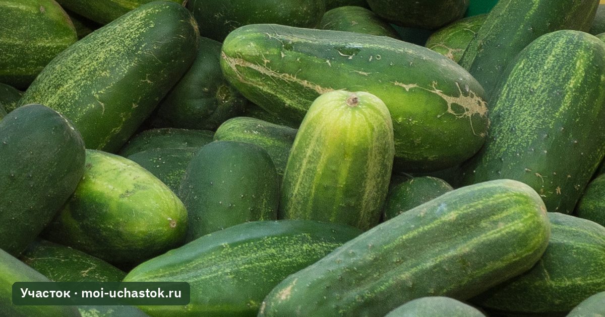 Свежие огурцы с грядки