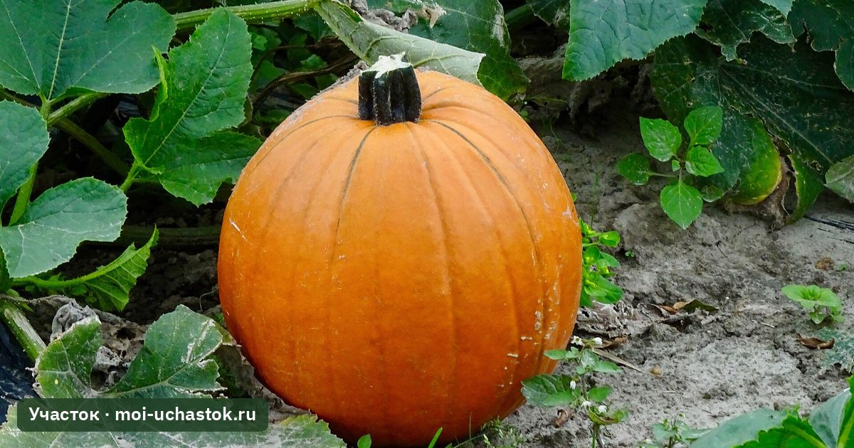 Урожай тыквы разных сортов