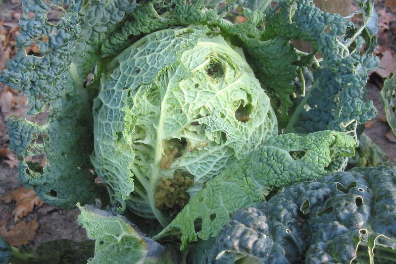 Капуста, повреждённая гусеницами капустной совки
