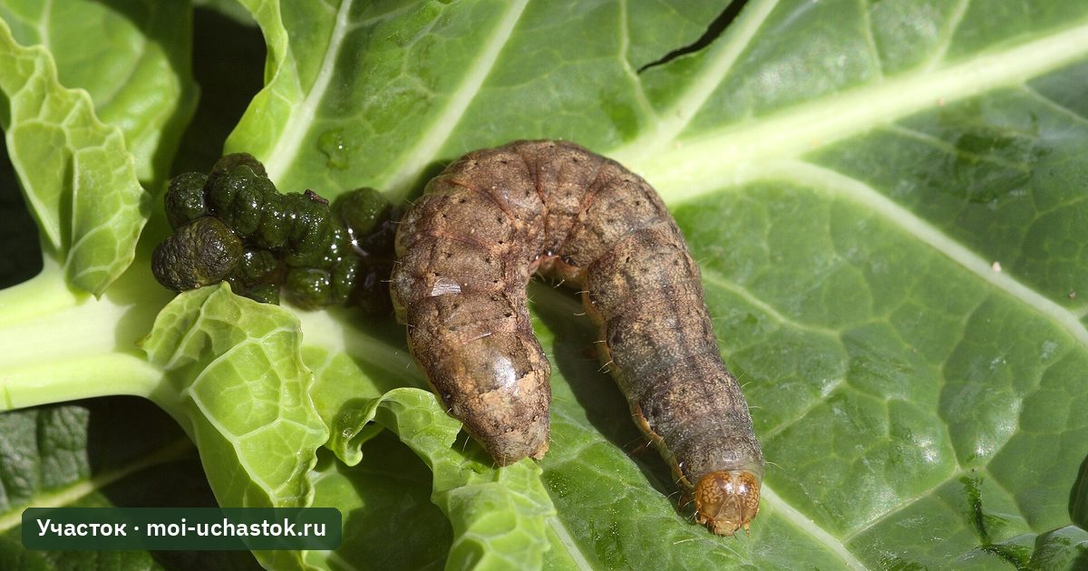 Бабочка капустной совки