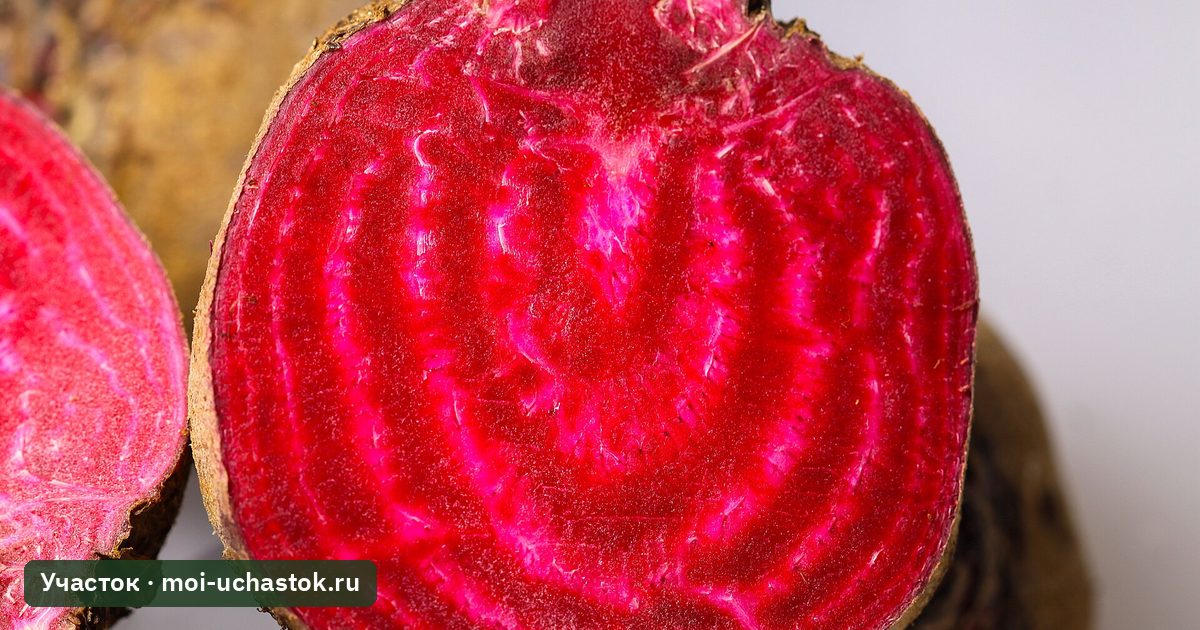 Разрез корнеплода свёклы с концентрическими кольцами