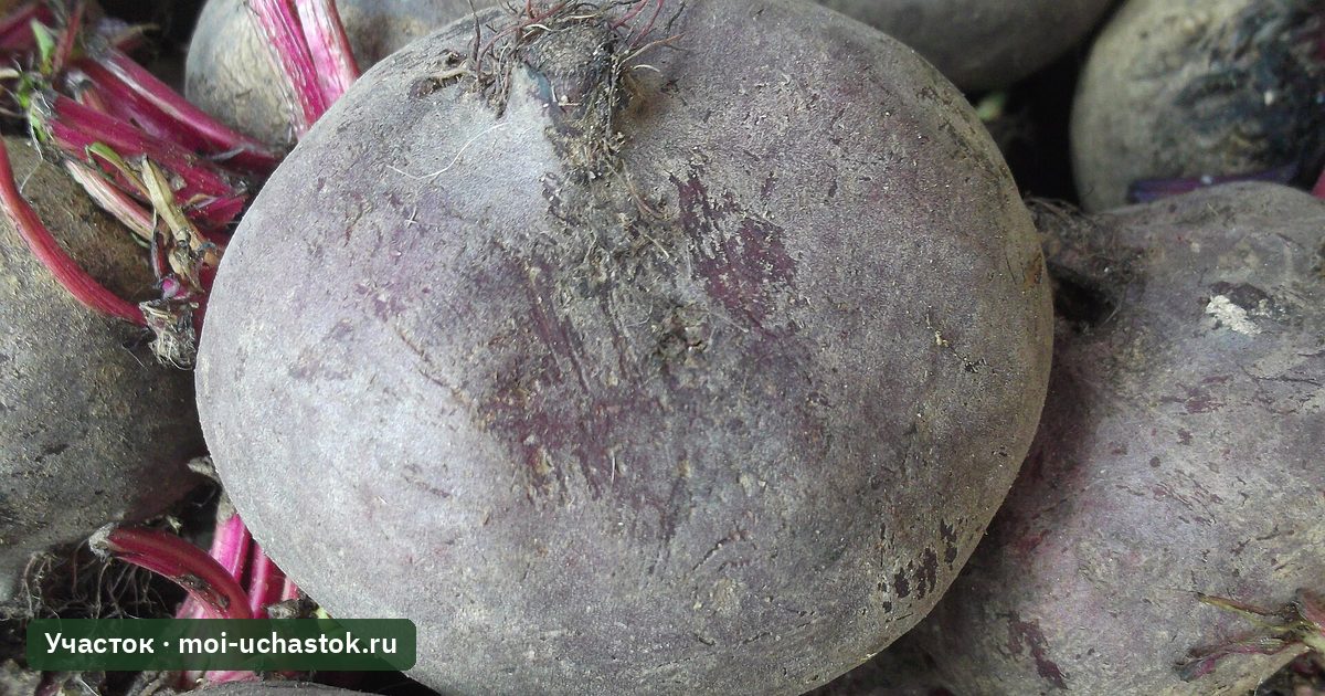 Корнеплоды свёклы