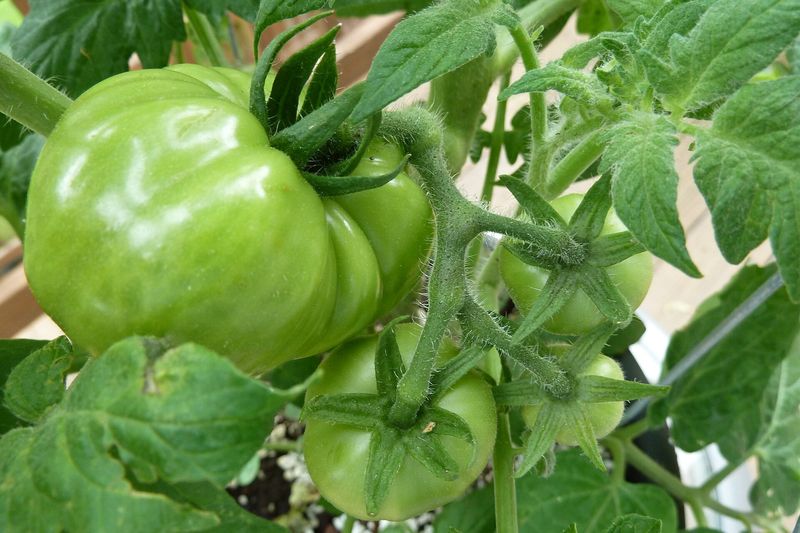 Крупные зелёные томаты на кусте