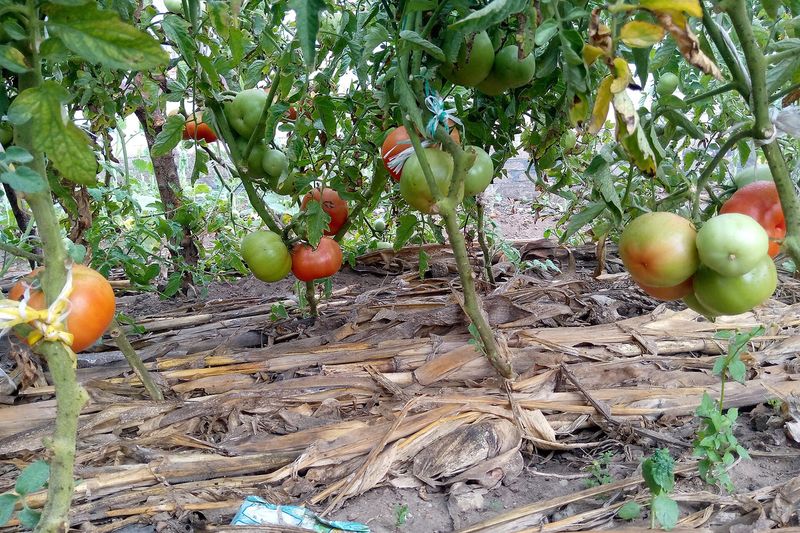 Созревающие томаты на кусте