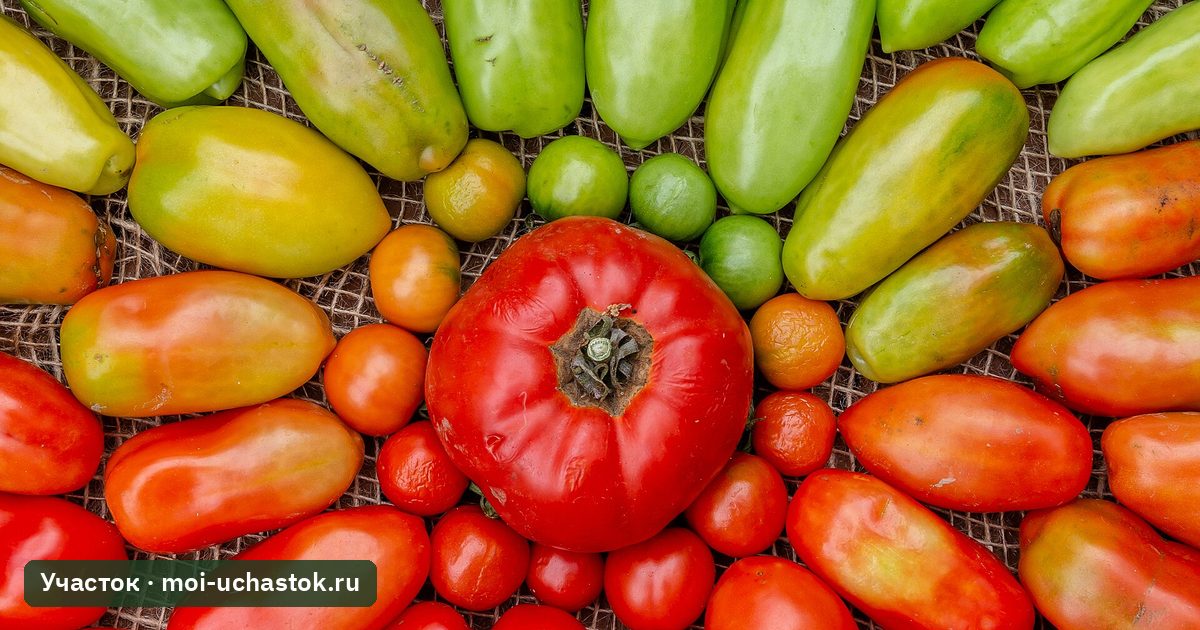 Томаты разной степени зрелости: от зелёных до красных