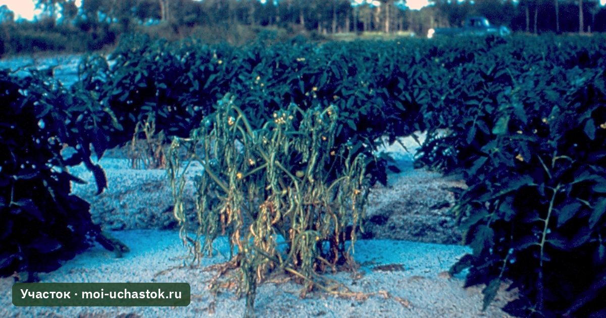 Кусты томата, поражённые бактериальным увяданием