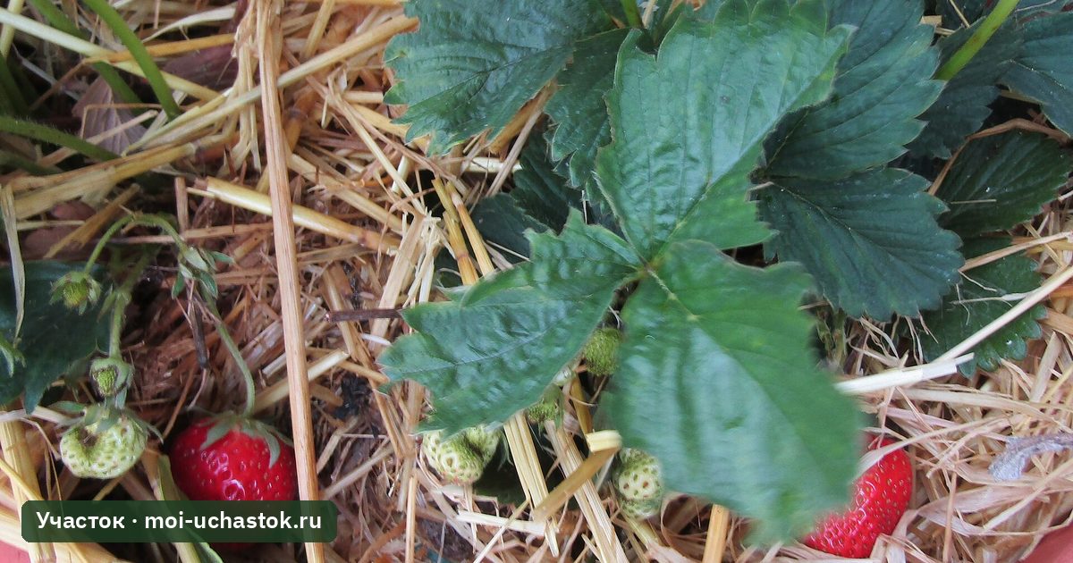 Куст клубники с ягодами на соломенной мульче