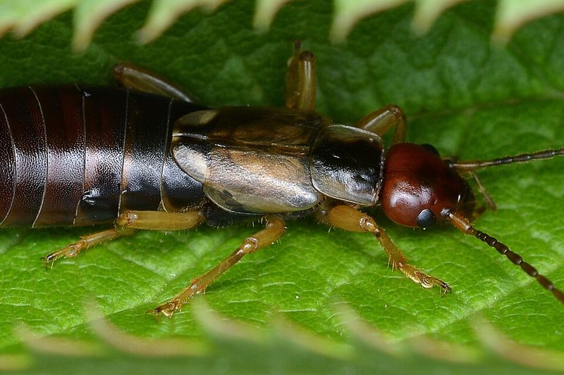 Самка обыкновенной уховёртки (Forficula auricularia)