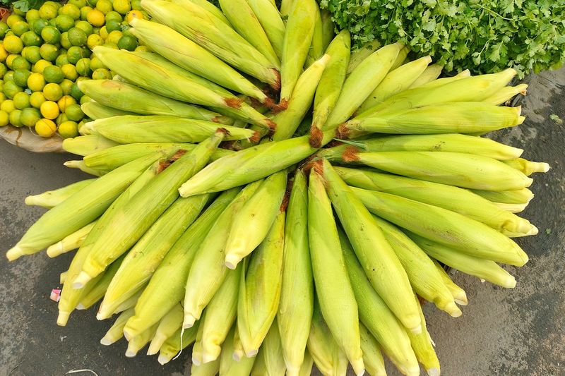 Собранные початки сахарной кукурузы