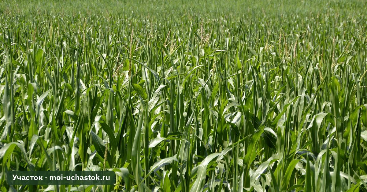 Посадки кукурузы в разгар лета