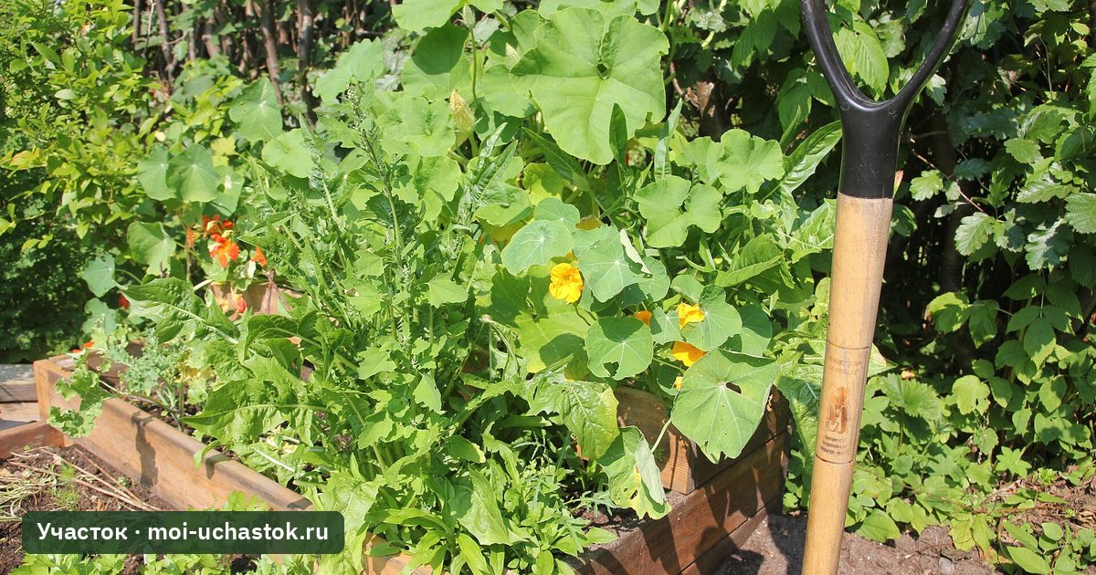 Высокая грядка с овощами