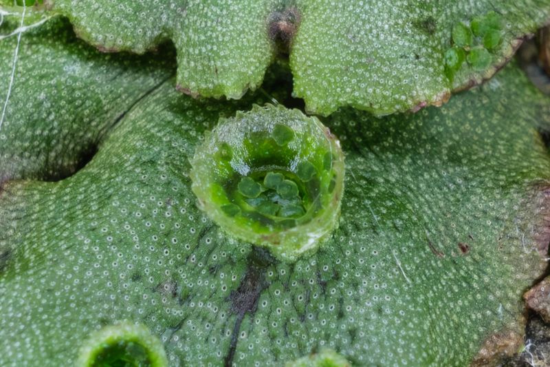 Маршанция изменчивая (Marchantia polymorpha)