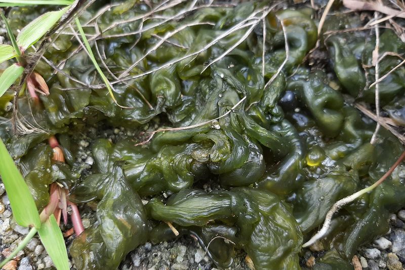 Носток обыкновенный (Nostoc commune)