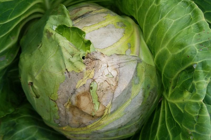 Кочан капусты с наружными листьями