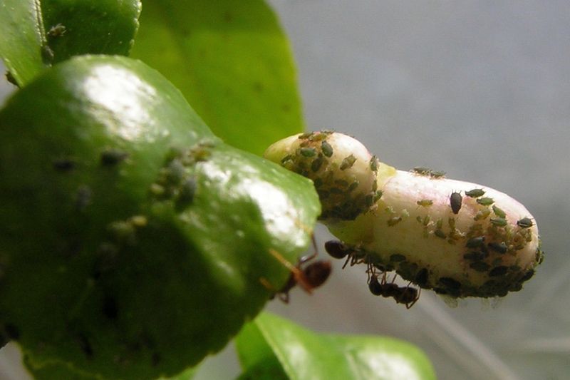Бахчевая (хлопковая) тля (Aphis gossypii)