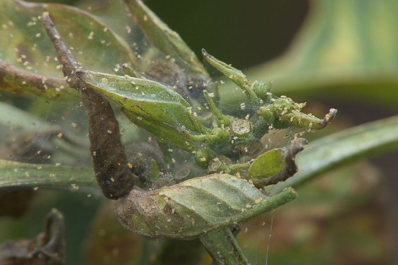 Паутинный клещ (Tetranychus urticae)