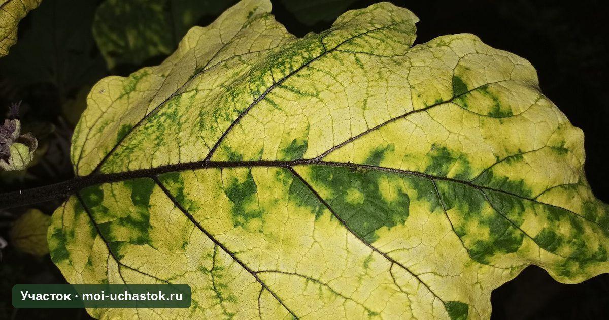 Пожелтевшие листья баклажана