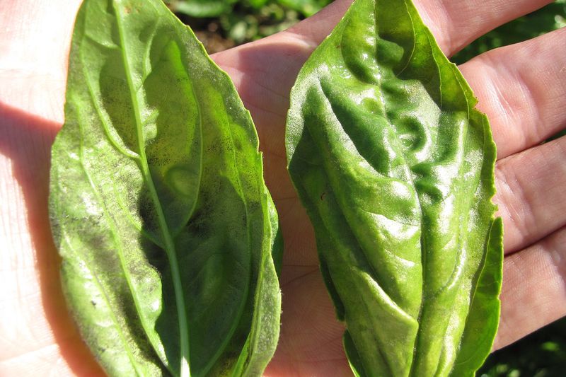 Ложная мучнистая роса базилика (Peronospora belbahrii)