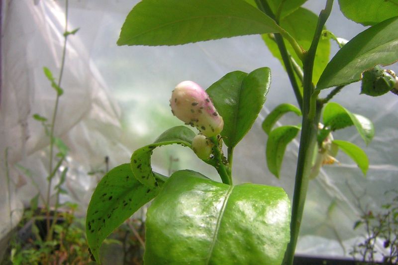 Бахчевая (хлопковая) тля (Aphis gossypii)