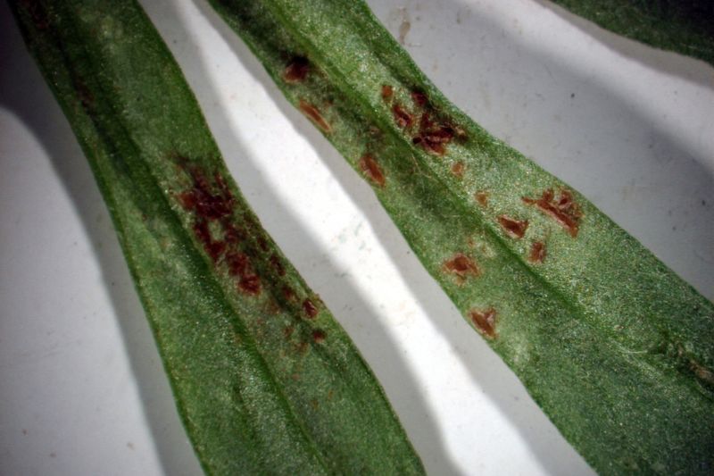 Ржавчина (Puccinia tanaceti) на листьях