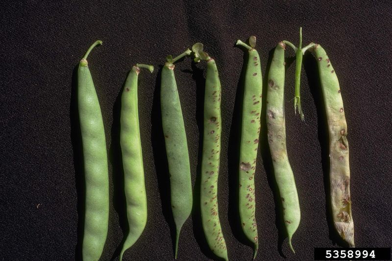 Поражение бобов фасоли ризоктониозом (Rhizoctonia solani) — этот же гриб вызывает корневую гниль