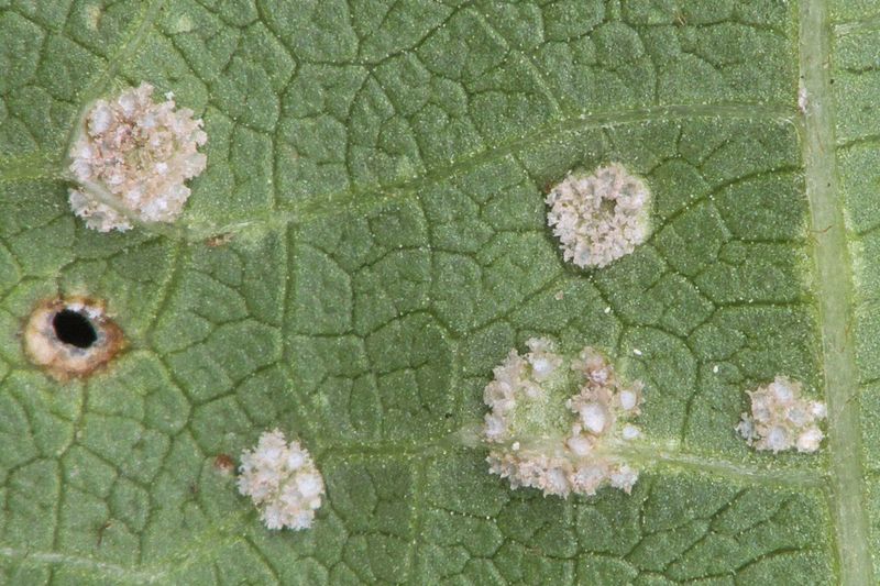 Ржавчина фасоли (Uromyces appendiculatus) на листе