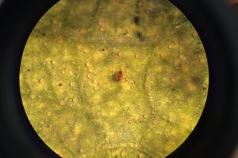 Паутинный клещ (Tetranychus urticae) на листе фасоли под увеличением