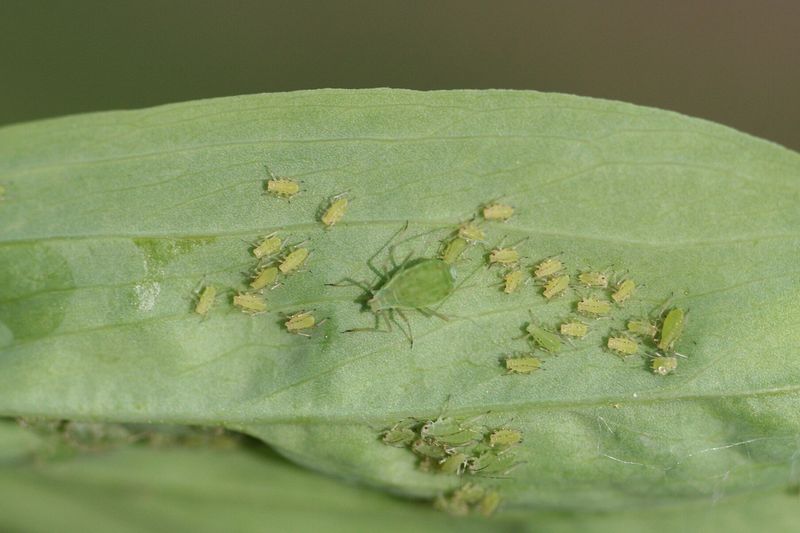 Гороховая тля (Acyrthosiphon pisum) на листе