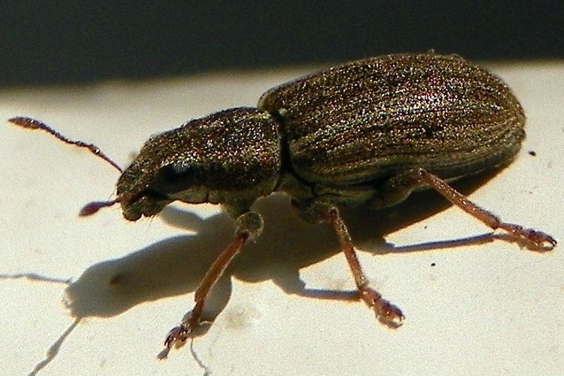 Полосатый клубеньковый долгоносик (Sitona lineatus)