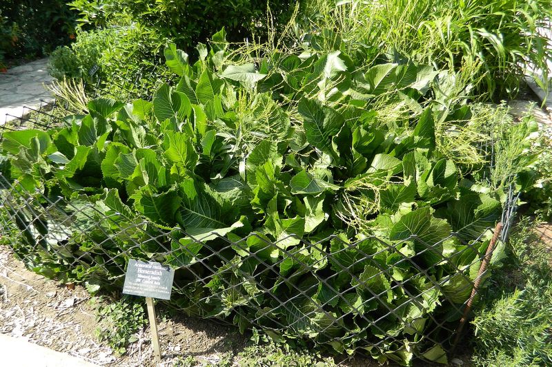 Разросшаяся куртина хрена