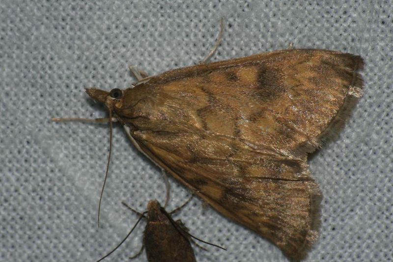 Кукурузный (стеблевой) мотылёк (Ostrinia nubilalis)