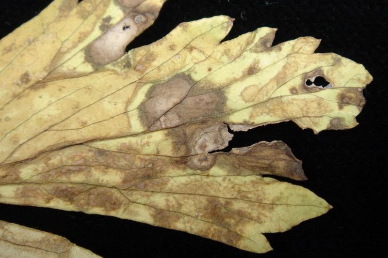 Пятнистость (Ascochyta levistici) на листе любистока